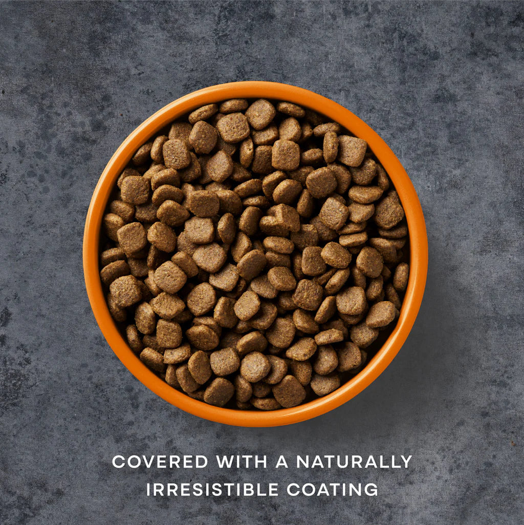 Bowl of pet food with a dark background