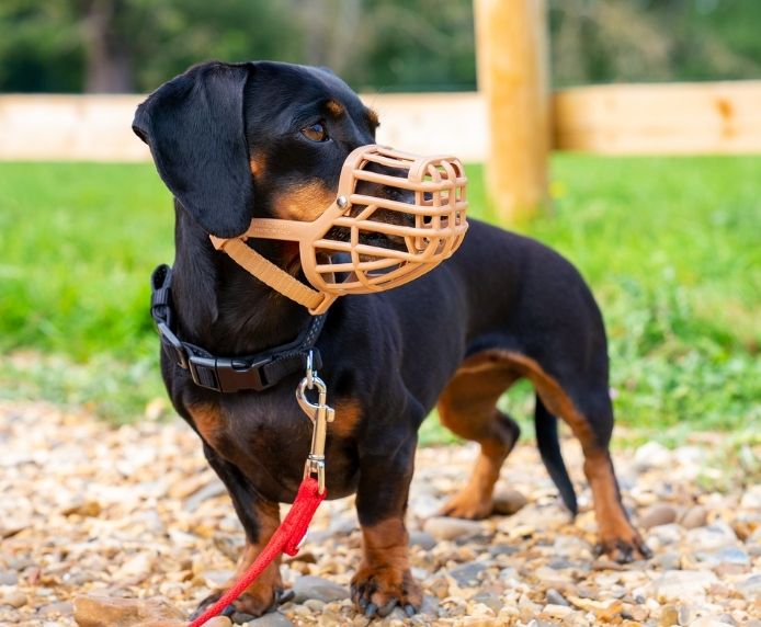 Baskerville Anti Scavenge Muzzle