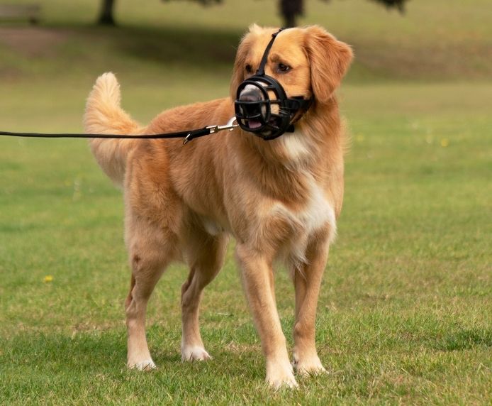 Baskerville Ultra Muzzle