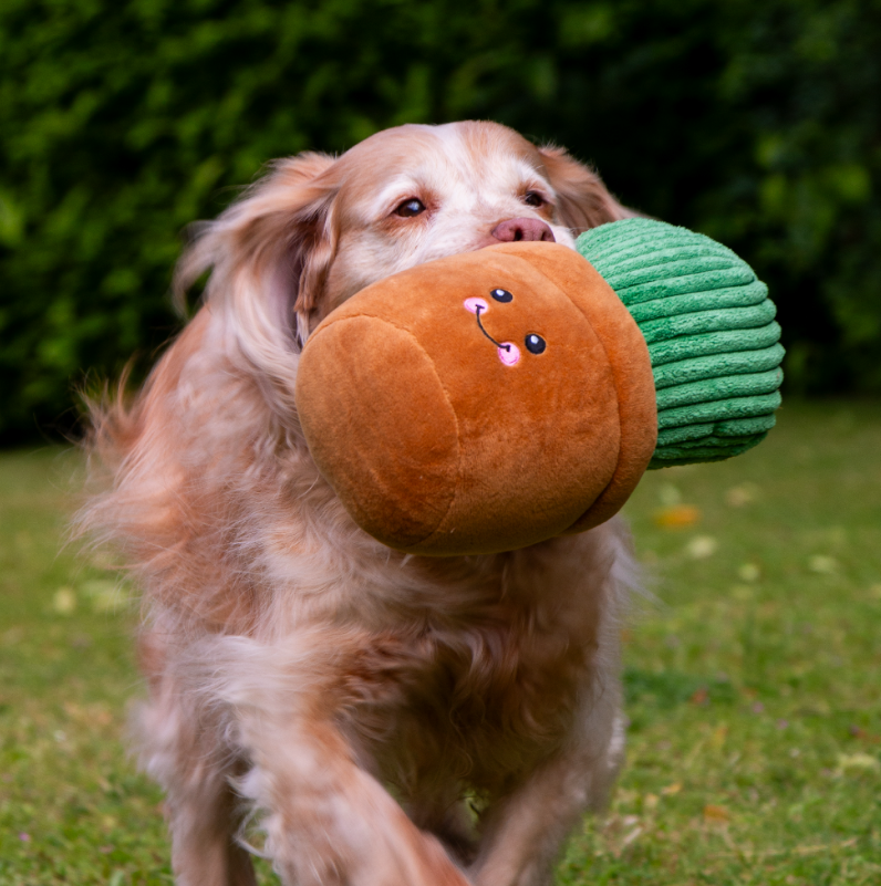 Ancol Cuddly Cactus Dog Toy