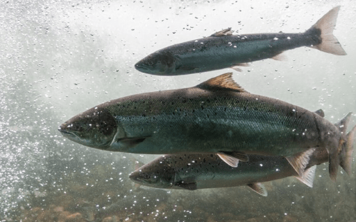 McAdams Freeze Dried Salmon & Sole Cat Food