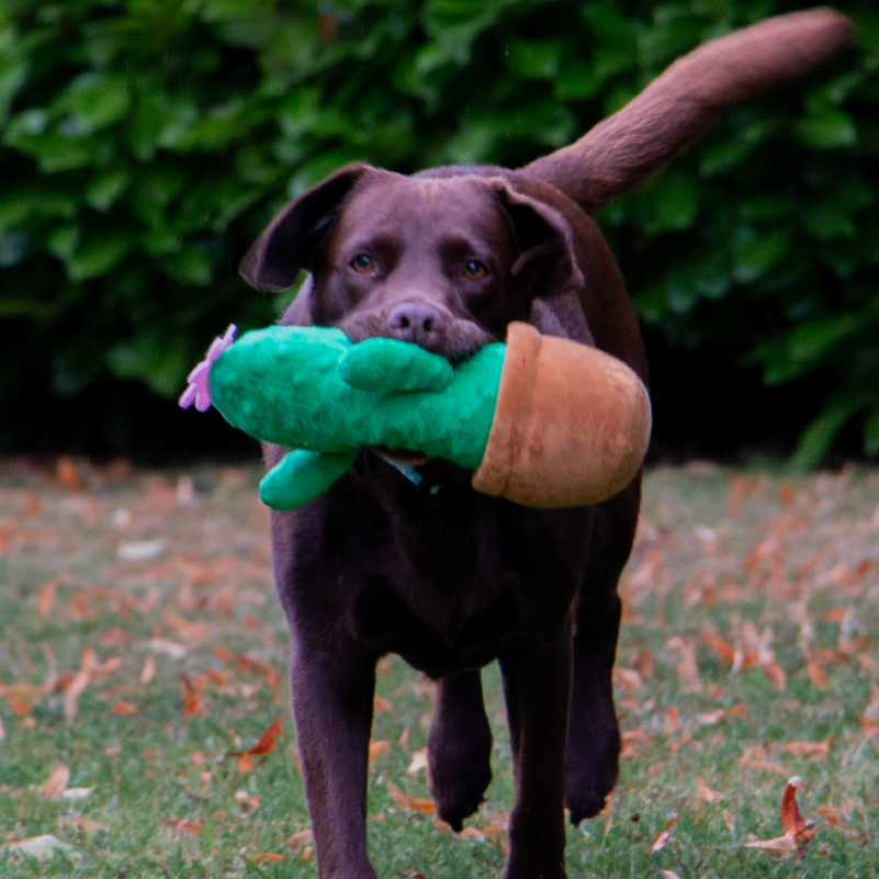 Ancol Cuddly Cactus Dog Toy