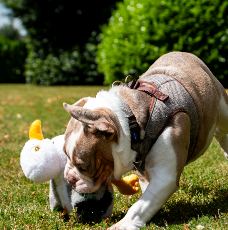 Ancol Seagull Dog Toy