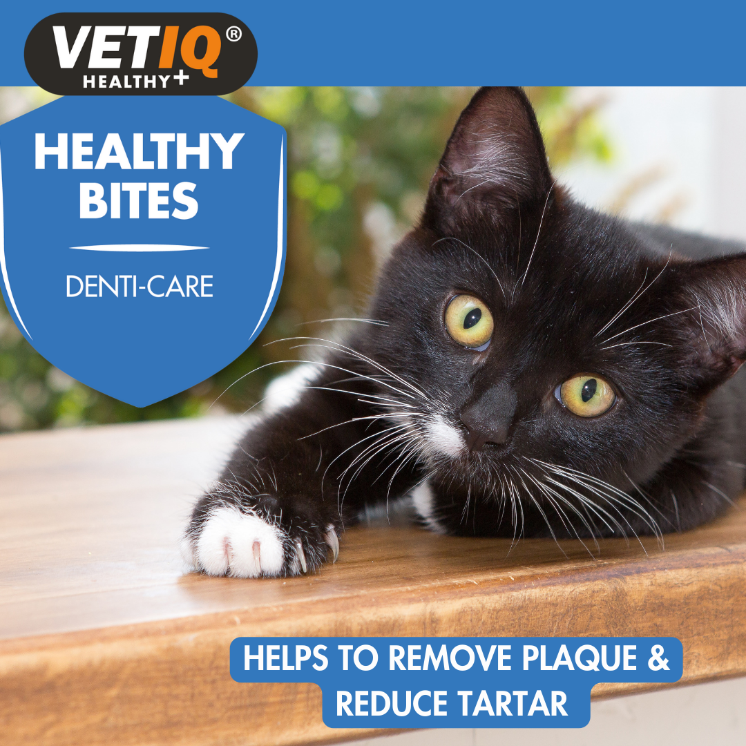Vet IQ Healthy Bites Denti-Care For Cats & Kittens 65g