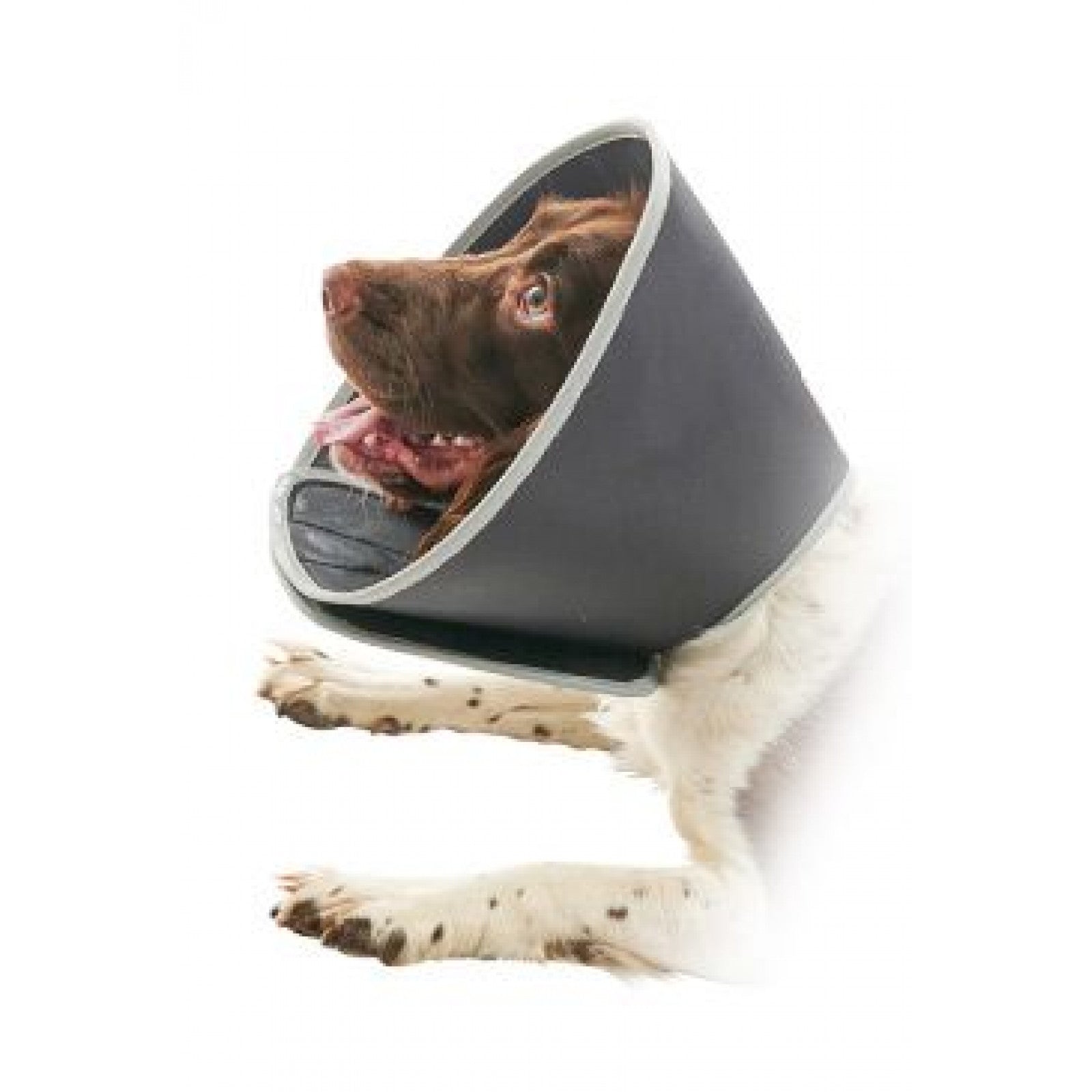 Buster Soft Foam Vet Collar For Dogs Cats – World of Pets