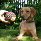 Örva Pine Cone Treat-Dispensing Dog Toy