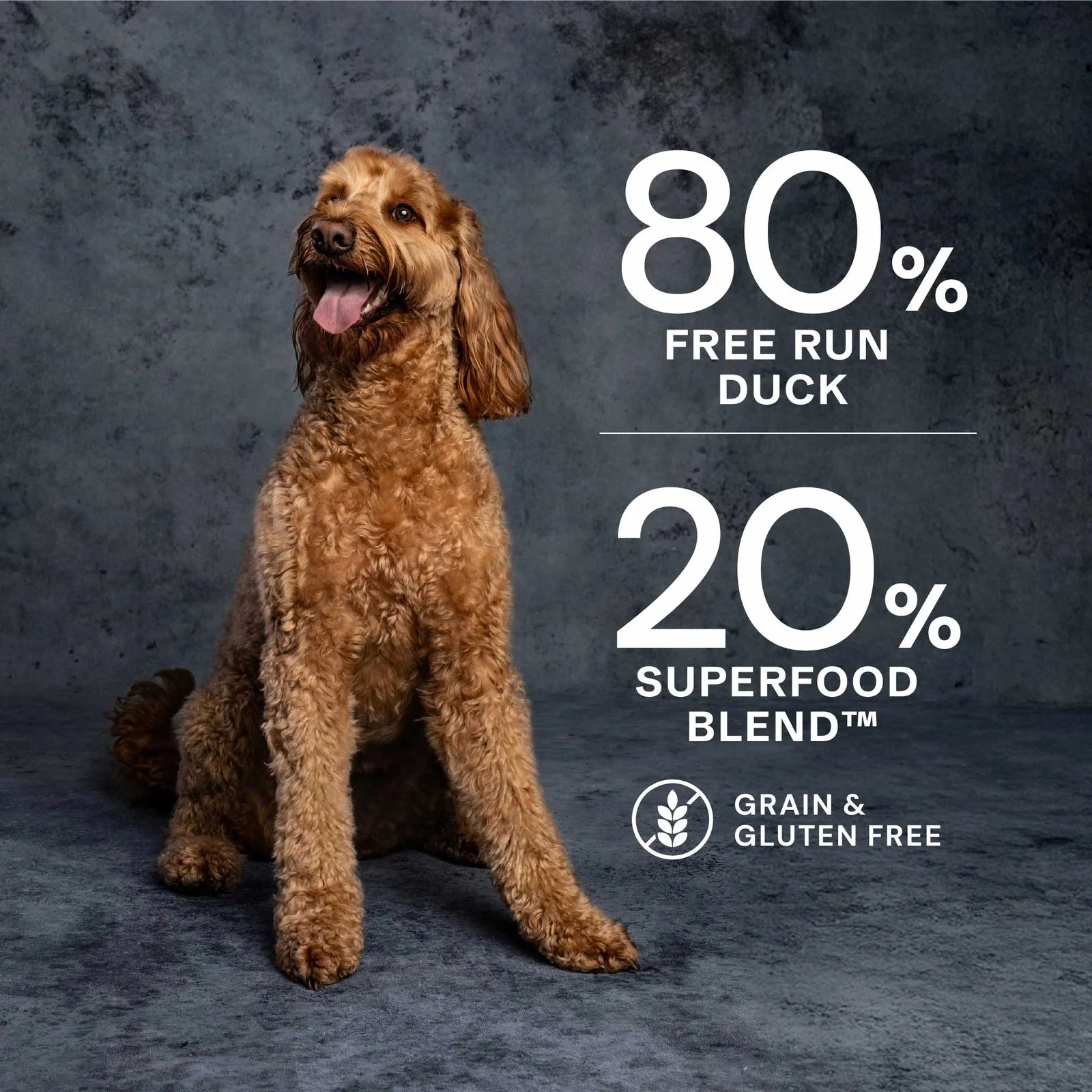 Dog sitting next to text about a pet food product with 80% free run duck and 20% superfood blend on a dark background.