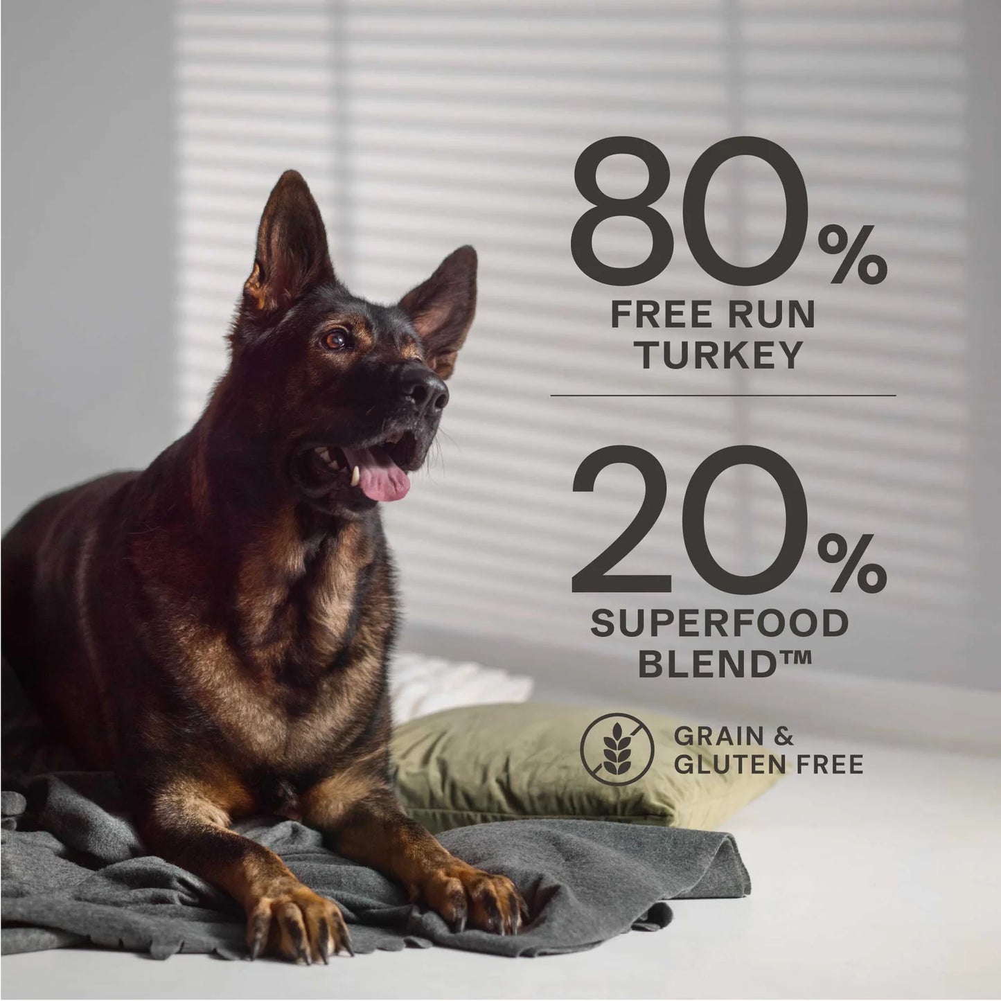 Dog lying on a blanket with text about turkey and superfood blend in the background