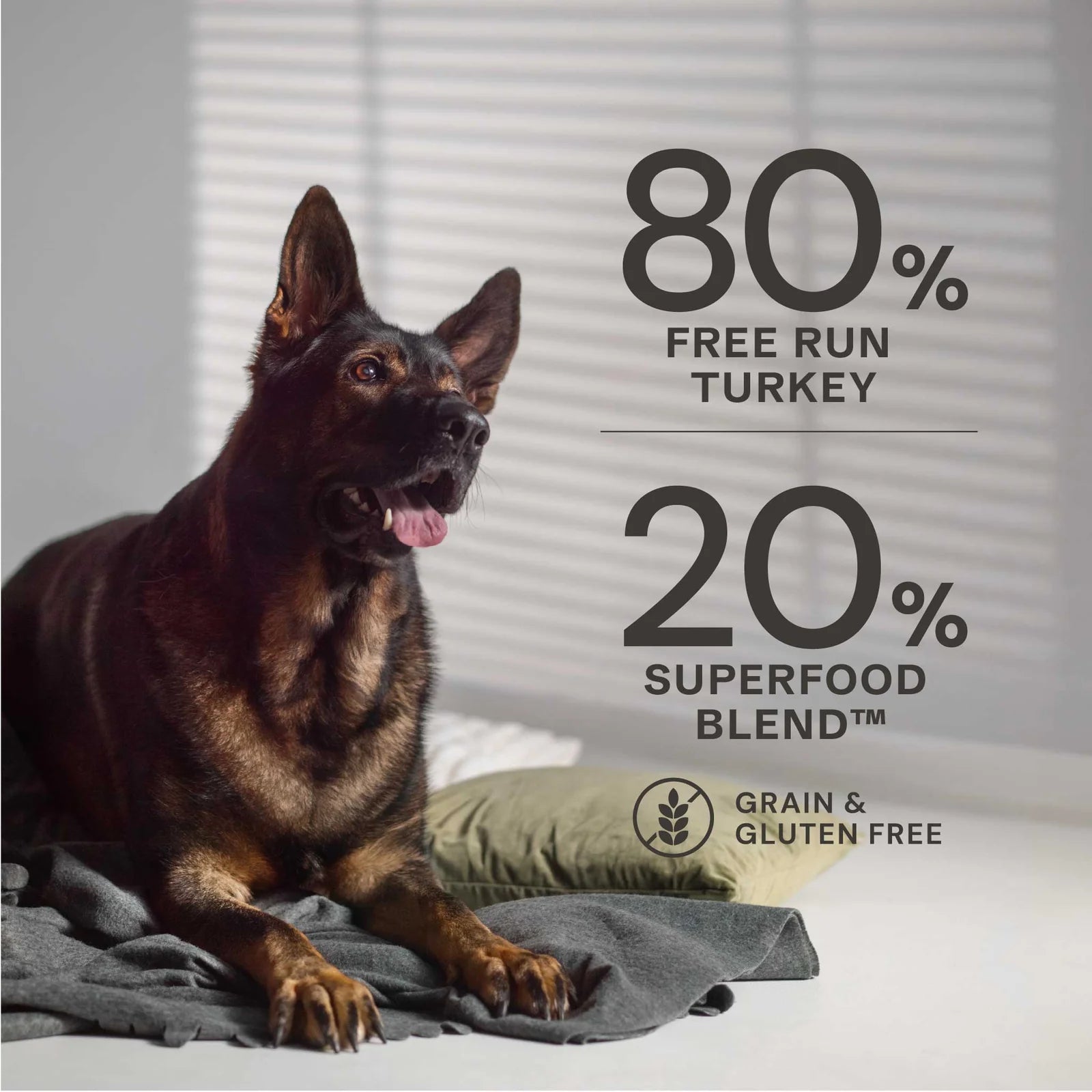 Dog lying on a blanket with text about turkey and superfood blend in the background
