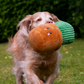 Ancol Cuddly Cactus Dog Toy