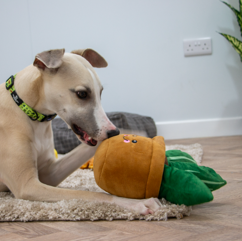 Ancol Cuddly Cactus Dog Toy