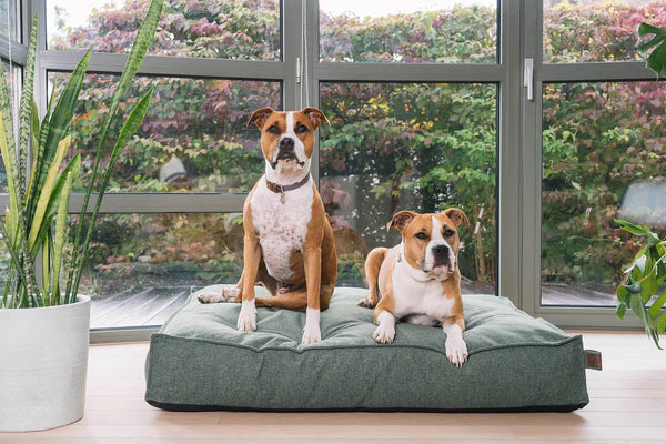 Fantail Origin Mattress Botanical Green Dog Bed