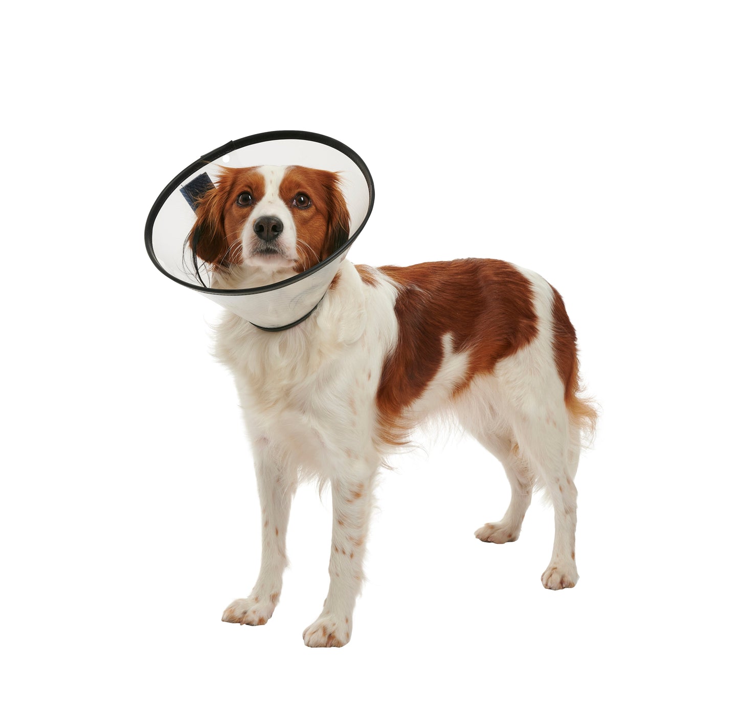 Buster Elizabethan Quick Vet Collar For Dogs & Cats