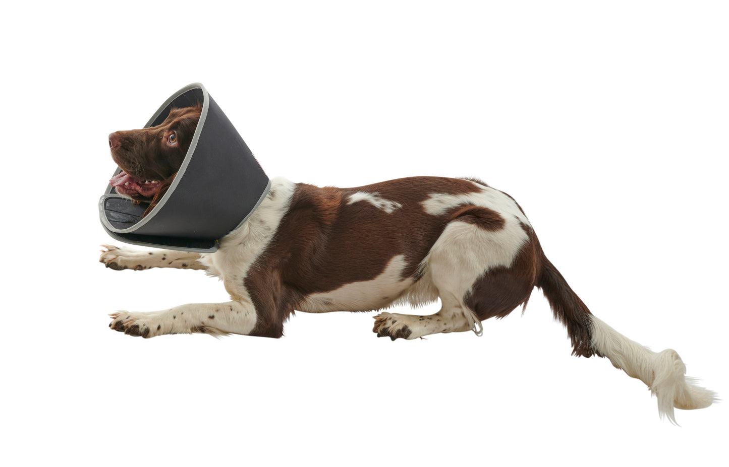 Buster Soft Foam Vet Collar For Dogs & Cats